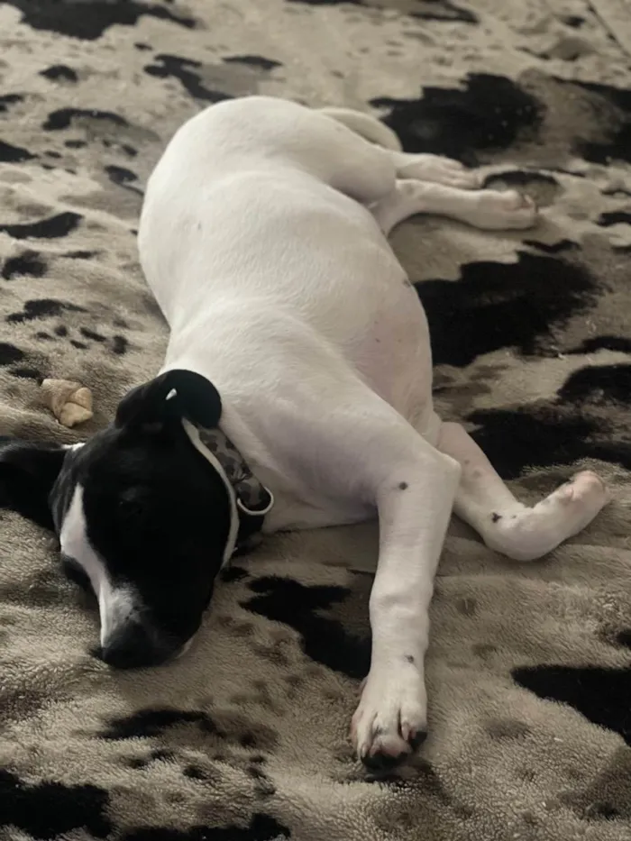 Cachorro raça Pitbull com srd  idade 2 a 6 meses nome K9