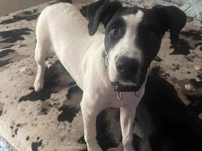 Cachorro raça Pitbull com srd  idade 2 a 6 meses nome K9