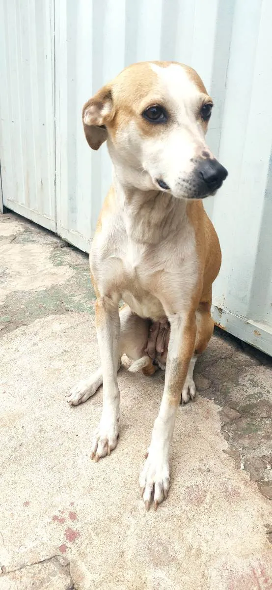 Cachorro ra a Sem raça definida idade 4 anos nome Layla