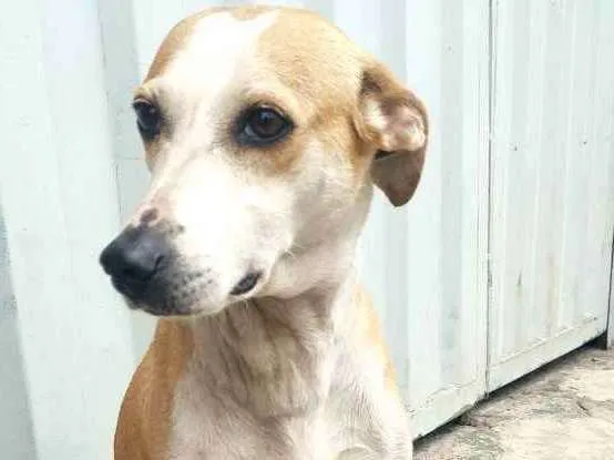 Cachorro ra a Sem raça definida idade 4 anos nome Layla