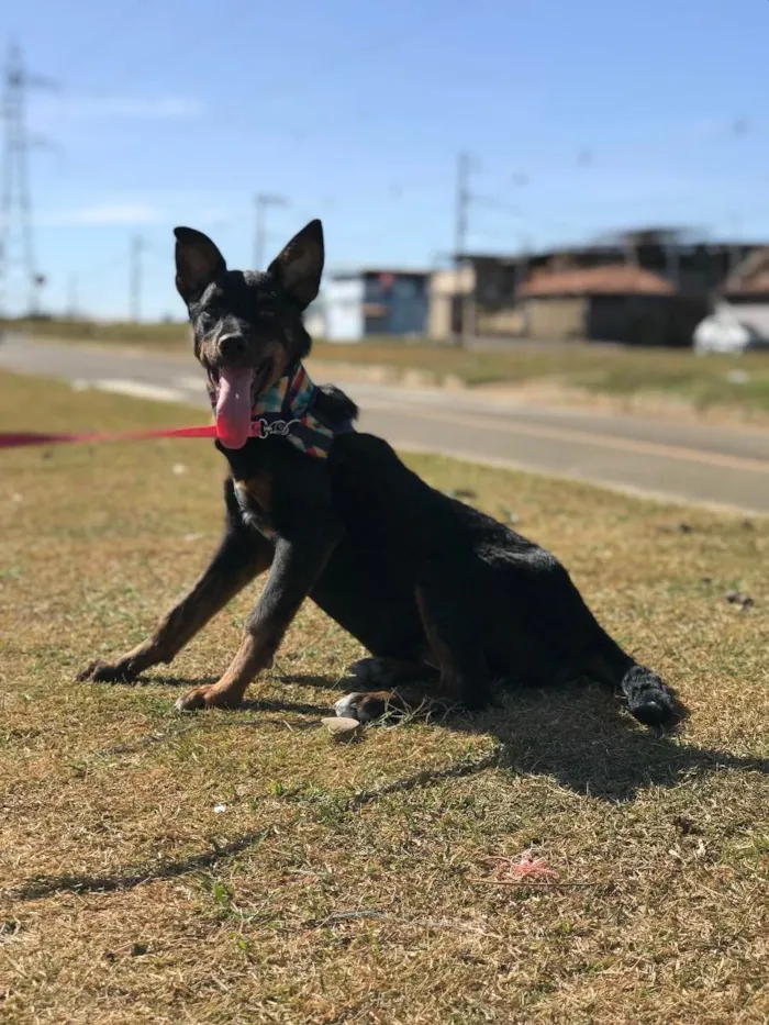 Cachorro raça Rottweiler  idade 7 a 11 meses nome Kiara