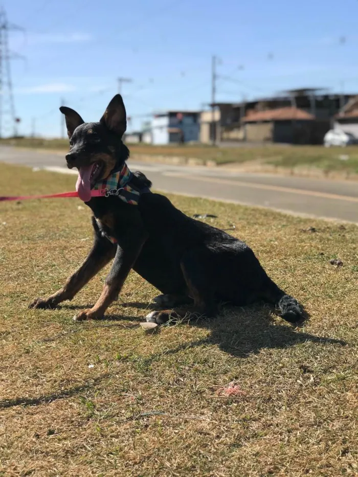 Cachorro raça Rottweiler  idade 7 a 11 meses nome Kiara
