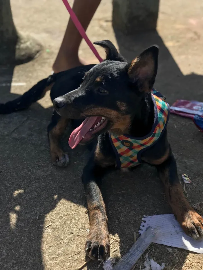 Cachorro raça Rottweiler  idade 7 a 11 meses nome Kiara