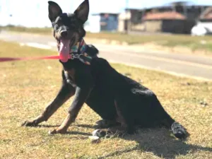 Cachorro raça Rottweiler  idade 7 a 11 meses nome Kiara