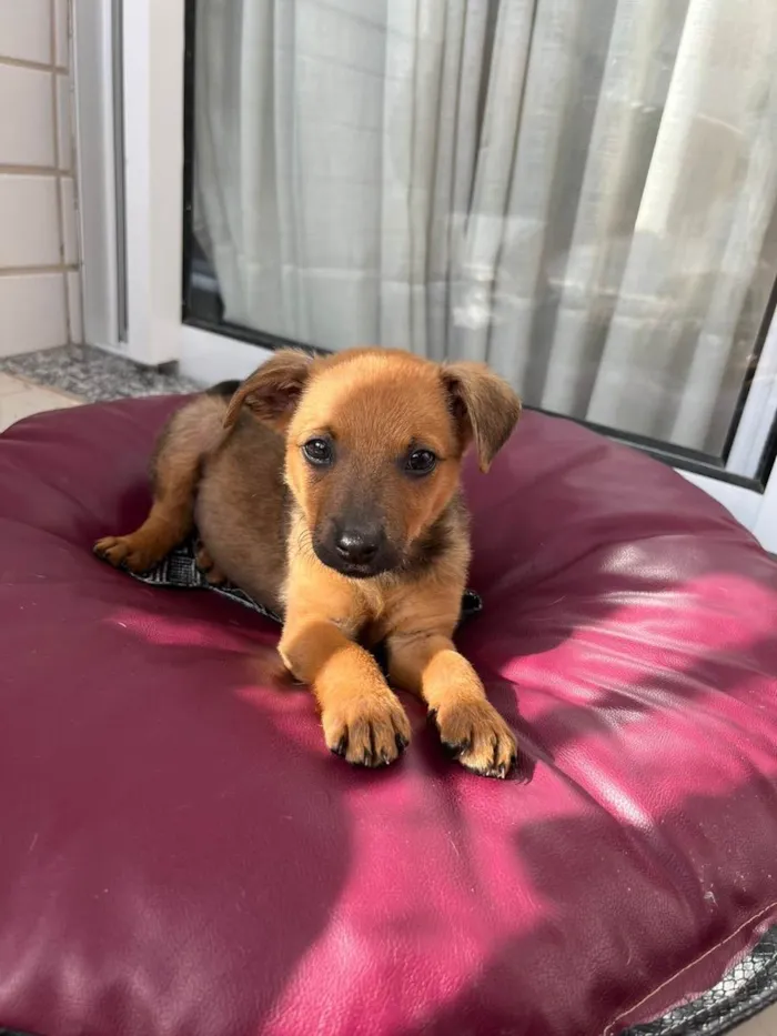 Cachorro ra a Vrl idade Abaixo de 2 meses nome Cocada