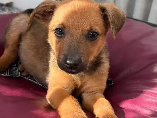 Cachorro ra a Vrl idade Abaixo de 2 meses nome Cocada