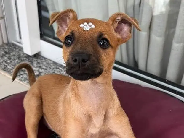 Cachorro ra a Linda  idade Abaixo de 2 meses nome Paçoca 