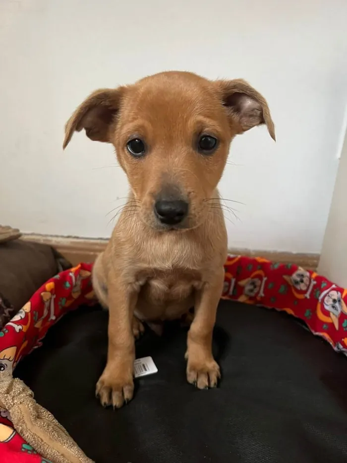 Cachorro ra a Linda  idade Abaixo de 2 meses nome Pudim