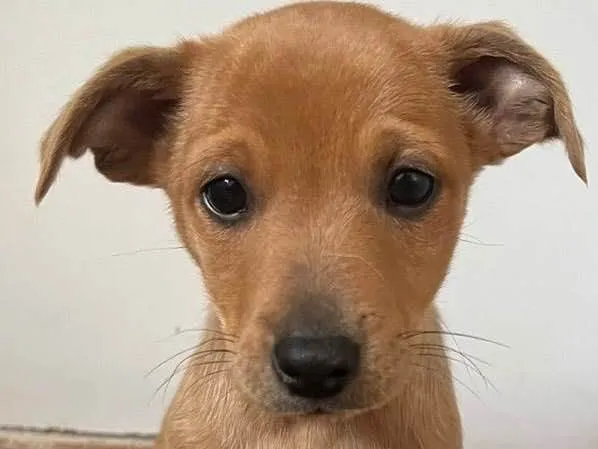 Cachorro ra a Linda  idade Abaixo de 2 meses nome Pudim