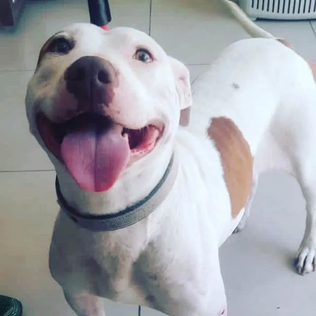 Cachorro ra a Pitbull  idade 2 a 6 meses nome Kiara