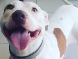 Cachorro raça Pitbull  idade 2 a 6 meses nome Kiara