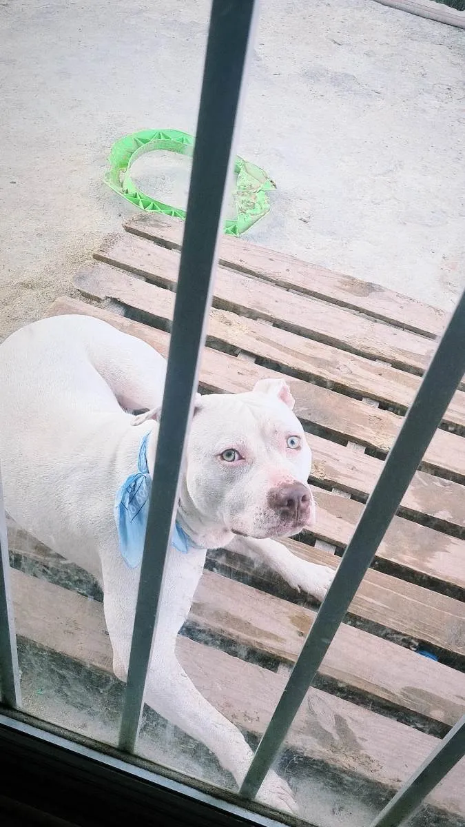 Cachorro ra a Pitbull  idade 1 ano nome Jack 
