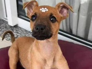 Cachorro raça Linda  idade Abaixo de 2 meses nome Paçoca 