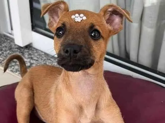 Cachorro ra a Linda  idade Abaixo de 2 meses nome Paçoca 