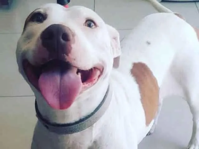 Cachorro ra a Pitbull  idade 2 a 6 meses nome Kiara