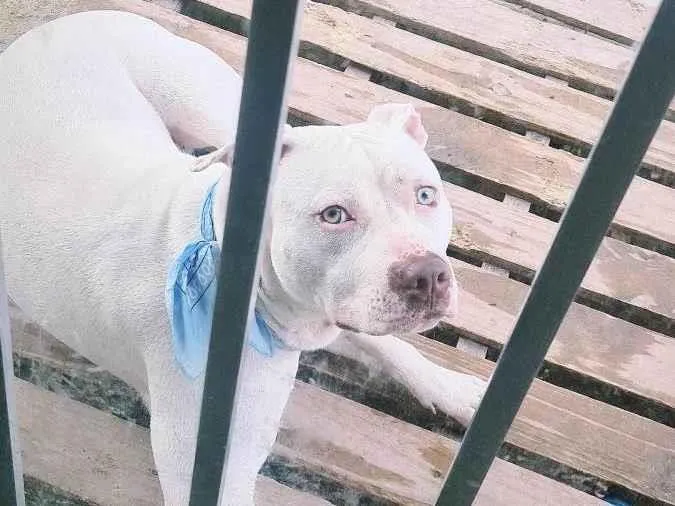 Cachorro ra a Pitbull  idade 1 ano nome Jack 