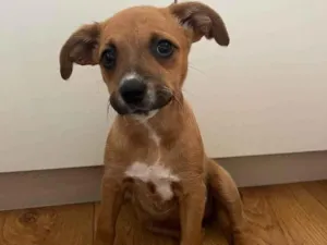 Cachorro raça Vrl idade Abaixo de 2 meses nome Baby