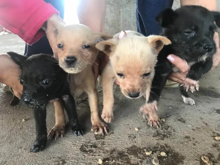 Cachorro ra a Viralatas idade 2 a 6 meses nome Mello