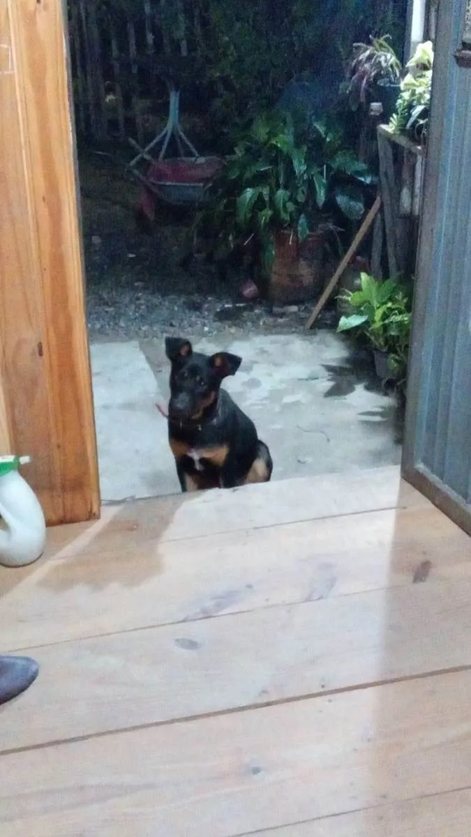 Cachorro ra a Sem raça definida  idade 1 ano nome Boris