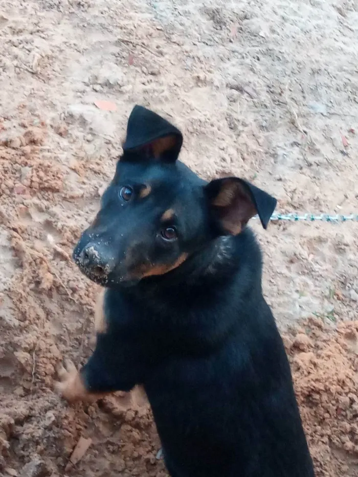 Cachorro ra a Sem raça definida  idade 1 ano nome Boris