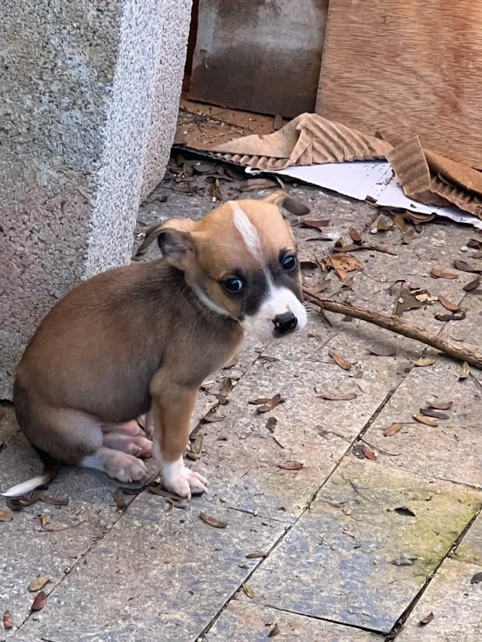 Cachorro ra a Indefinida idade 2 a 6 meses nome Filhote 1