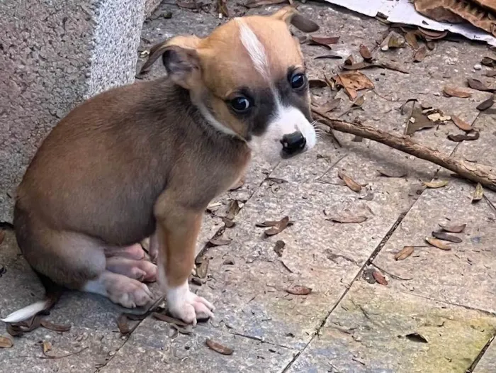 Cachorro ra a Indefinida idade 2 a 6 meses nome Filhote 1