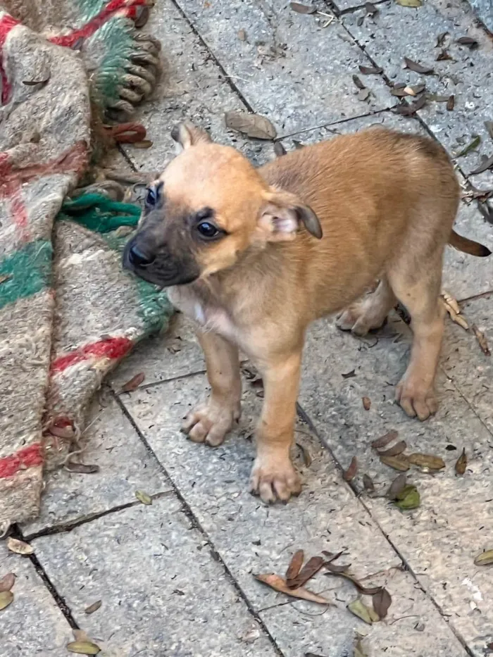 Cachorro ra a Indefinida  idade 2 a 6 meses nome Filhote 2