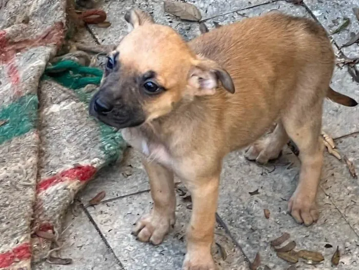 Cachorro ra a Indefinida  idade 2 a 6 meses nome Filhote 2