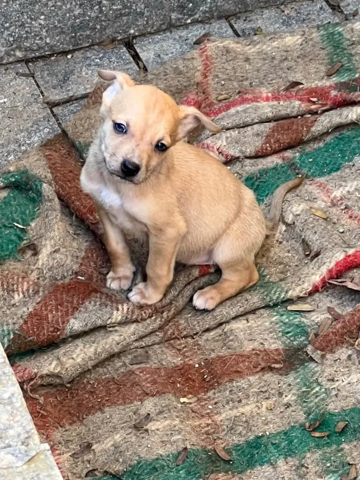 Cachorro ra a Indefinida idade 2 a 6 meses nome Filhote 3