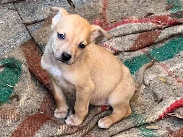 Cachorro ra a Indefinida idade 2 a 6 meses nome Filhote 3