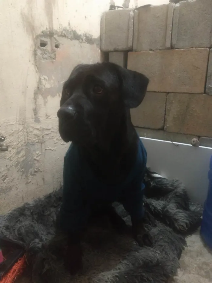 Cachorro raça Cane corso  idade 3 anos nome Pantera 