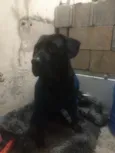 Pantera