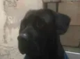 Pantera 