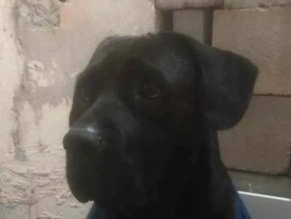 Cachorro raça Cane corso  idade 3 anos nome Pantera 