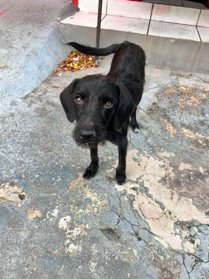 Cachorro raça Vira-Lata idade 7 a 11 meses nome Pantera