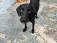 Pantera