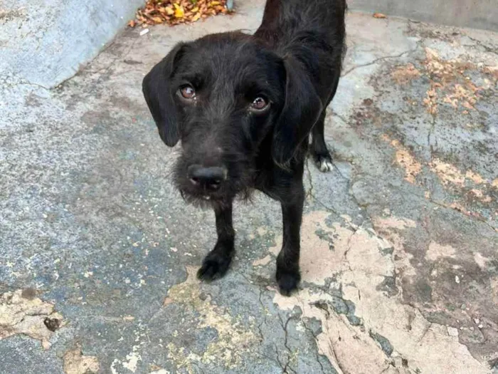 Cachorro raça Vira-Lata idade 7 a 11 meses nome Pantera