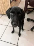 Pantera