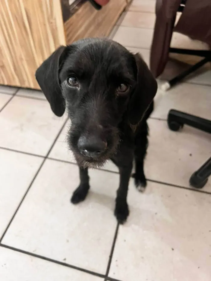 Cachorro raça Vira-Lata idade 7 a 11 meses nome Pantera
