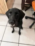 Pantera