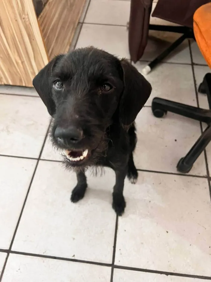 Cachorro raça Vira-Lata idade 7 a 11 meses nome Pantera