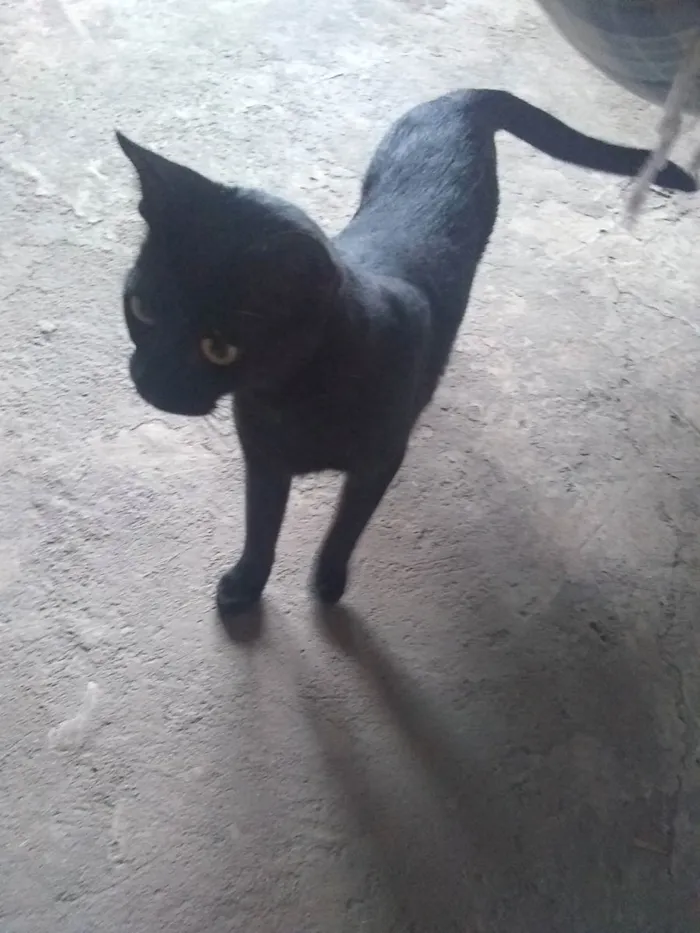 Gato raça  idade 2 anos nome Lua