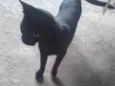 Lua