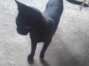 Gato raça  idade 2 anos nome Lua