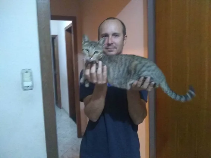 Gato raça  idade  nome Ana