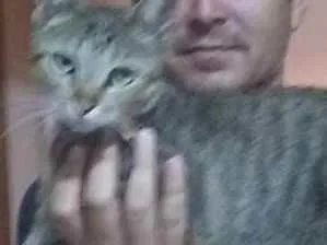 Gato raça  idade  nome Ana