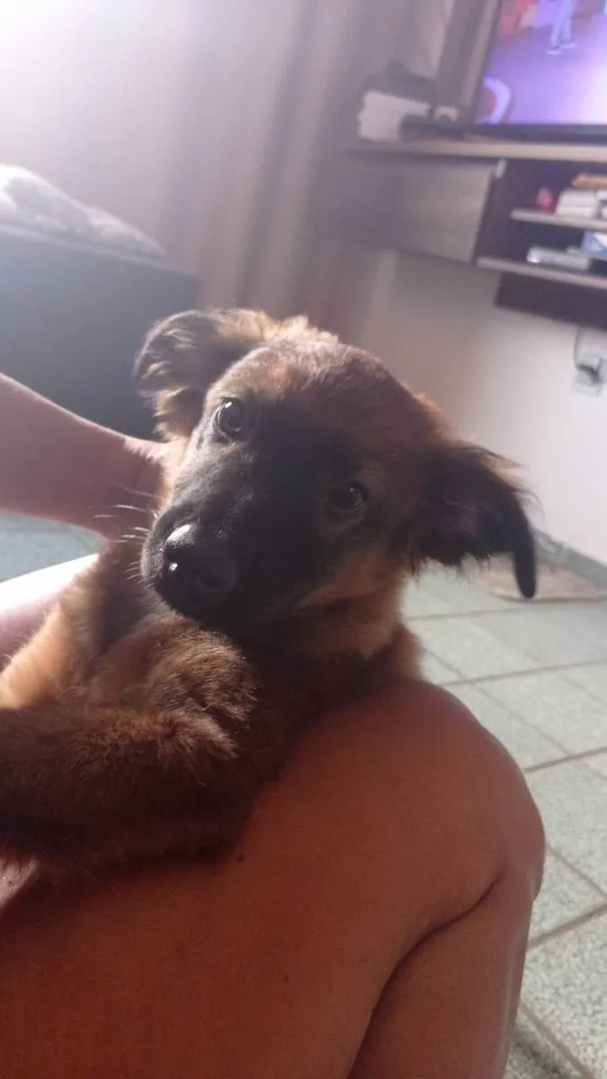 Cachorro ra a Desconhecida  idade 2 a 6 meses nome Nico