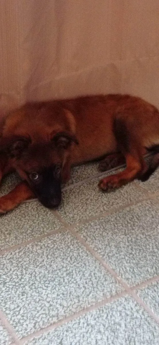 Cachorro ra a Desconhecida  idade 2 a 6 meses nome Nico