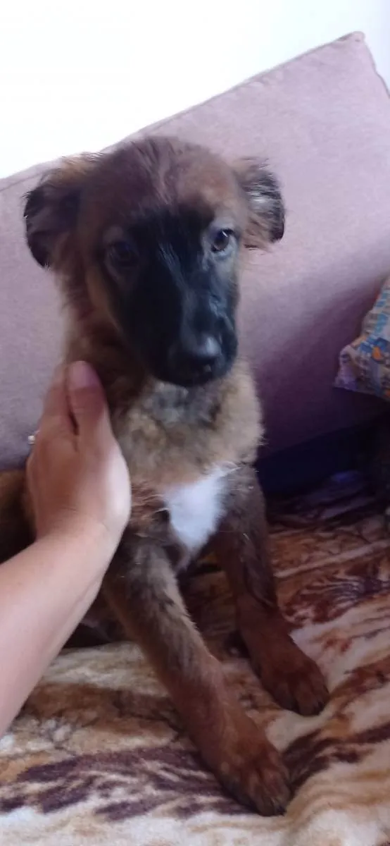 Cachorro ra a Desconhecida  idade 2 a 6 meses nome Nico