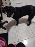 Nalla 